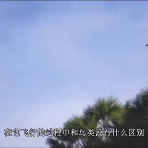 農(nóng)村小伙發(fā)明飛鳥無人機(jī)，沒有螺旋槳，飛行跟真鳥毫無差別 ...