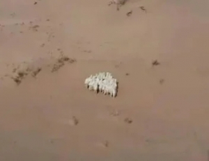 巴丹吉林沙漠深處 警用無人機找回35只牲畜