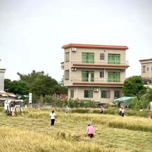 廣州番禺水稻全程機(jī)械化 無人機(jī)植保實(shí)現(xiàn)新突破